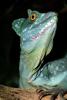 Male Basilisk Lizard, (Basiliscus plumifrons), Iguania, Corytophanidae, corytophanid, ARLV02P12_12