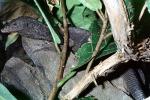 Black Tree Monitor, (Varanus prainus beccari)