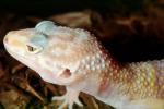 Leopard Gecko, (Eublepharis macularis), Eublepharidae, crepuscular ground-dwelling lizard, ARLV02P14_09