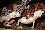 Leopard Gecko, (Eublepharis macularis), Eublepharidae, crepuscular ground-dwelling lizard, ARLV02P14_10
