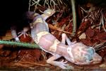 Leopard Gecko, (Eublepharis macularis), Eublepharidae, crepuscular ground-dwelling lizard, ARLV02P14_13