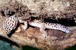 Leopard Gecko, (Eublepharis macularis), Eublepharidae, crepuscular ground-dwelling lizard, ARLV02P14_14
