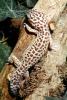 Leopard Gecko, (Eublepharis macularis), Eublepharidae, crepuscular ground-dwelling lizard