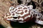 Leopard Gecko, (Eublepharis macularis), Eublepharidae, crepuscular ground-dwelling lizard, ARLV02P14_16
