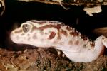 Leopard Gecko, (Eublepharis macularis), Eublepharidae, crepuscular ground-dwelling lizard, ARLV02P14_17