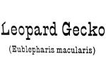 Leopard Gecko, (Eublepharis macularis), Eublepharidae, crepuscular ground-dwelling lizard, ARLV02P14_18