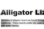 Alligator Lizard, ARLV02P15_03