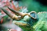Chameleon, Lacertilia, Iguania, Chamaeleonidae, Biomimicry, ARLV03P01_09