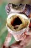 Mouth of a Chameleon, Lacertilia, Iguania, Chamaeleonidae, ARLV03P03_11