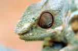 Chameleon, Lacertilia, Iguania, Chamaeleonidae, ARLV03P04_09