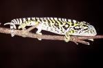 Chameleon, Lacertilia, Iguania, Chamaeleonidae, ARLV03P04_11