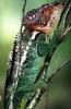 Chameleon, Lacertilia, Iguania, Chamaeleonidae, ARLV03P05_04