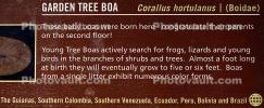 Garden Tree Boa, (Corallus hortulanus), [Boidae], Boinae, Constrictor, ARSD01_009
