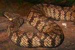 Diamondback Water Snake (Nerodia rhombifer), ARSD01_011