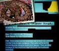 Diamondback Water Snake (Nerodia rhombifer)