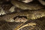 Western Diamondback Rattlesnake, Crotalus atrox, Viperidae, Crotalinae, Crotalus, Venomous, Pitviper, Viper, ARSD01_014