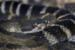 Western Diamondback Rattlesnake, Crotalus atrox, Viperidae, Crotalinae, Crotalus, Venomous, Pitviper, Viper, ARSD01_015