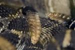 Western Diamondback Rattlesnake, Crotalus atrox, Viperidae, Crotalinae, Crotalus, Venomous, Pitviper, Viper, ARSD01_017