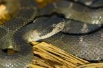 Western Diamondback Rattlesnake, Crotalus atrox, Viperidae, Crotalinae, Crotalus, Venomous, Pitviper, Viper, ARSD01_018