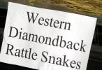 Western Diamondback Rattlesnake, Crotalus atrox, Viperidae, Crotalinae, Crotalus, Venomous, Pitviper, Viper, ARSD01_020