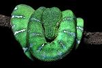 Emerald Tree Boa Coiled, (Corallus canina), Boidae, Constrictor  Snake