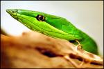 (Oxybelis Aeneus), Colubridae, colubrid, Mexican Vine Snake