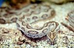 Rattlesnake, ARSV01P01_15