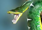Mouth Agape of an Emerald Tree Boa, (Corallus canina), Boidae, Constrictor, ARSV01P02_04C