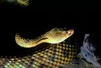 Rattlesnake, Viper, Viperidae, Pitviper, Venomous, ARSV01P02_14