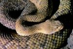 Rattlesnake, Pitviper, Venomous, Viper, Viperidae, ARSV01P02_15B.1713