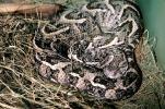 Rattlesnake, Viper