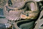 Rattlesnake, Pitviper, Venomous, Viper, Viperidae, ARSV01P02_19B.1713