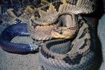 Rattlesnake, Pitviper, Venomous, Viper, Viperidae, ARSV01P03_01