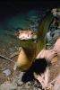 Northern Pine Snake, Gopher Snake, (Pituophis melanoleucus), Colubridae, Colubrinae, Pituophis, ARSV01P03_02B.1713