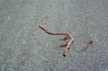 Snake on Road, Road Kill