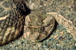 Rattlesnake, Pitviper, Pit Viper, Venomous, Viper, Viperidae, ARSV01P03_14.1713
