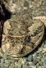 Rattlesnake, Pitviper, Pit Viper, Venomous, Viper, Viperidae, ARSV01P03_14B.1713