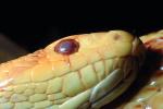Gardner Snake, albinism, albino, ARSV01P03_15.2467