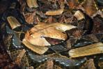 Gaboon Viper (Bitis Gabonica), Venomous Viper, Viperidae, Viperinae, ARSV01P04_01.1713