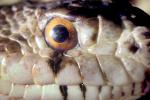 Pacific Gopher Snake, (Pituothis melanoleucus), (Colubridae), ARSV01P04_10B.1713