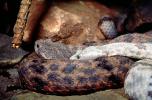 Rock Rattlesnake, (Crotalus lepidus)