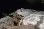 Rock Rattlesnake, (Crotalus lepidus), ARSV01P04_13.1713