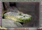 Rock Rattlesnake, (Crotalus lepidus), ARSV01P04_15