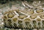 Northern Pacific Rattlesnake, (Crotalus viridis oreganus), Crotalinae, Viperidae, Viper, Pitviper, Venomous, ARSV01P05_09.1713