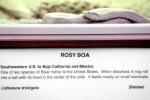 Rosy Boa, (Lichanura trivirgata), Boidae, Constrictor 