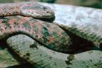Rock Rattlesnake, (Crotalus lepidus), ARSV01P06_04.2467
