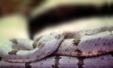 Speckled Rattlesnake, (Crotalus mitchellii), Viperidae, Crotalinae, Mitchell's rattlesnake, Viper, Venomous, Deadly, ARSV01P06_05