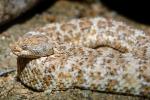 Speckled Rattlesnake (Crotalus mitchellii), Viperidae, Crotalinae, Mitchell's rattlesnake, Viper, Venomous, Deadly, ARSV01P06_07.1713
