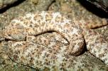 Speckled Rattlesnake, (Crotalus mitchellii), Viperidae, Crotalinae, Mitchell's rattlesnake, Viper, Venomous, Deadly, ARSV01P06_08