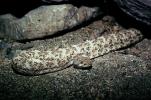 Speckled Rattlesnake, (Crotalus mitchellii), Viperidae, Crotalinae, Mitchell's rattlesnake, Viper, Venomous, Deadly, ARSV01P06_09
